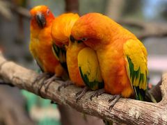 -西霞口神雕山野生动物世界