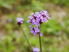 -紫颐香薰山谷景区