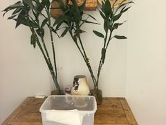 -柠檬花院烤肉·会议团建·聚会·求婚(三圣乡店)