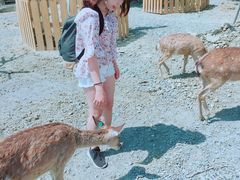 -鹿境梅花鹿生态园区
