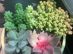 -双季花艺园艺市场(浦东店)