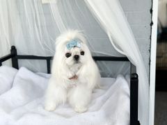 -鑫艺宠物美容培训学校