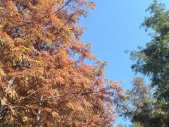 -上海海湾国家森林公园