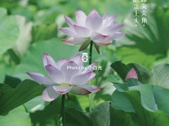 -莲湖公园