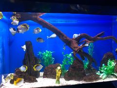 -烟台海昌鲸鲨海洋公园