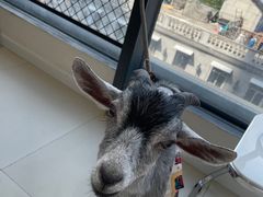 -怪兽屋·羊驼·猫咖·狗咖(俊华广场店)