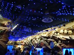 -芜湖新华联大白鲸海洋公园