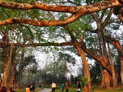 -瑞丽独树成林风景区