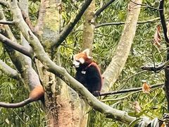 -都江堰中华大熊猫苑