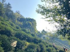 -十八棵（老龙井）御茶园(老龙井店)