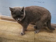 -猫咪咖啡·猫咖(万达广场店)
