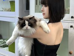 -青奢宠物·青奢猫舍