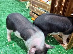 -盛香亭热卤(宝泰购物广场店)
