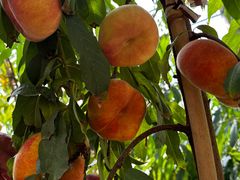 -北纬44度·金珠花海休闲农业旅游景区