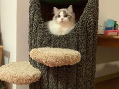 -Bastet sally猫舍购宠(静安店)