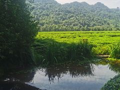 -中国茶叶博物馆(双峰馆区)