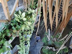 -Rainforest