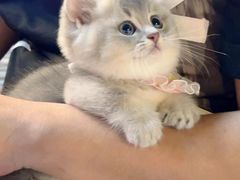 -欣宠猫屋·矮脚拿破仑·蓝金金渐层