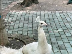 -常州淹城野生动物世界