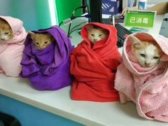 -瑞鹏宠物医院·骨科·猫科·内科(第一中心)