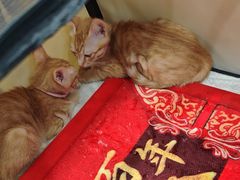 -安安宠医宠物医院·异宠·犬猫内科(岳阳分院)