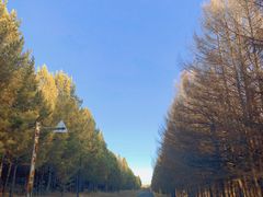 -塞罕坝国家级自然保护区