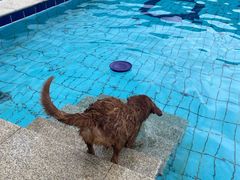-趣玩宠物乐园寄养训犬训狗游泳池