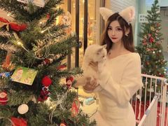 -欣宠猫屋·矮脚拿破仑·蓝金金渐层