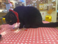 -滚猫咖啡·猫咖·猫友好撸猫(未来城店)
