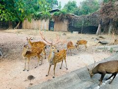 -清迈夜间动物园