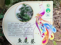 -西双版纳原始森林公园