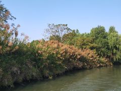 -大湾区中央湿地公园