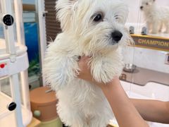 -翊宠yipet猫狗购宠庄园犬舍•猫舍