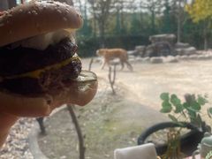 -上海野生动物园老虎餐厅