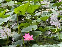 -长春市南湖公园