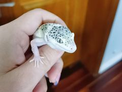 -酷以爬仙阁实体爬宠店·守宫·蜥蜴·专业繁育