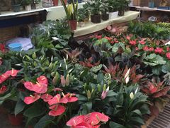 -秦美花卉(天朗·莱茵小城2期店)