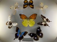 -上海大自然野生昆虫馆