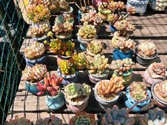 -金陵花卉交易市场