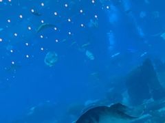 -亚特兰蒂斯•OSSIANO奥西亚诺海底餐厅