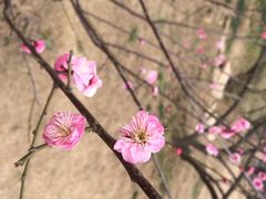 iphone_upload_pic-香雪海