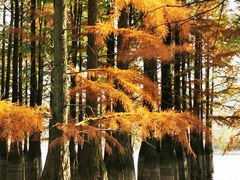 -池杉湖湿地公园