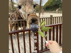 -上海野生动物园