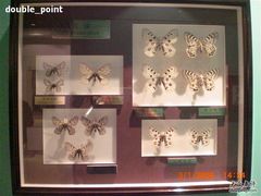 -上海昆虫博物馆