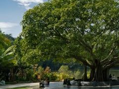 -深圳仙湖植物园