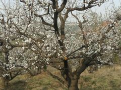 -龙口南山旅游景区