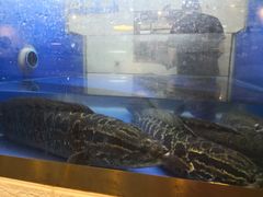 -顺水鱼馆(克西路店)