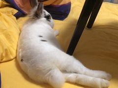 -momokira米努特·德文卷毛猫·棉花面纱犬