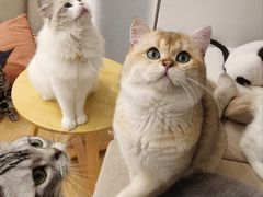 -有喵·猫咖·狗咖·30几只猫10只小狗(岗厦店)