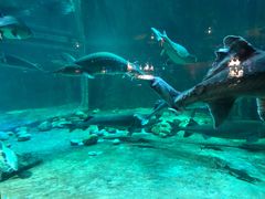 -华夏文旅海洋公园